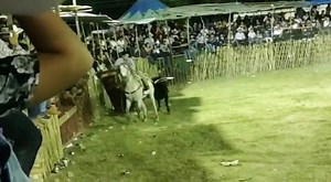 Se salva el compa Miguel Borges con el toro Sangre Empolvada. Del Rancho San Rafael de Xocchel de los hnos. CÉSPEDES. Aguas compa. Cortesía de FTE. | Torneo de Lazo
