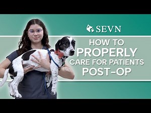 How to Care for Your Dog after Spinal Surgery