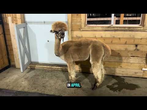 Alpaca Breeding | Educational