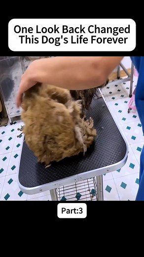 Dog Rescue Transformation: How Animal Rescue Saves Dogs