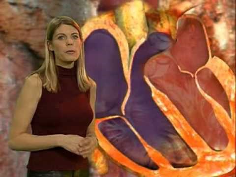 How the heart and lungs work together