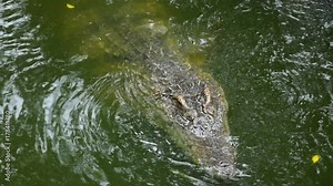 Asia freshwater crocodile swim in river amphibians animal