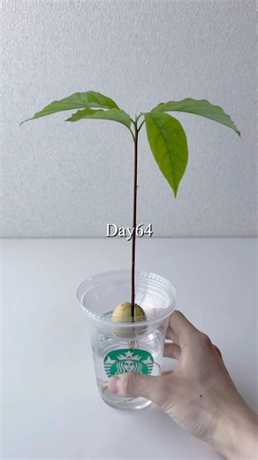 アボカドの水耕栽培