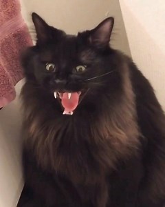 6.7K views · 479 reactions | That nictitating membrane though. ⁣ ⁣...