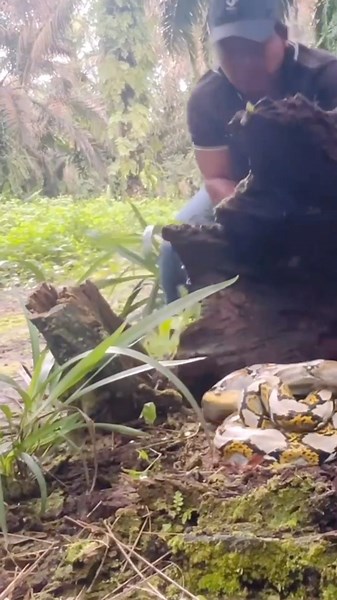 Discovery of the figure of the batik python, the flower python, on a tree stump