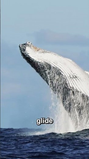 Animal Movements for Kids | How Animals Walk, Fly, Swim & Crawl! | #Shorts | Power Learn Kids