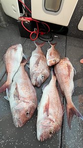 Greatest highlight of our snapper season so far! All the chaos & commotion of the final moments boating a trophy snapper 😬 #fishing #snapper #melbourne #portphillipbay #trophy | OJ Guided Tuitions