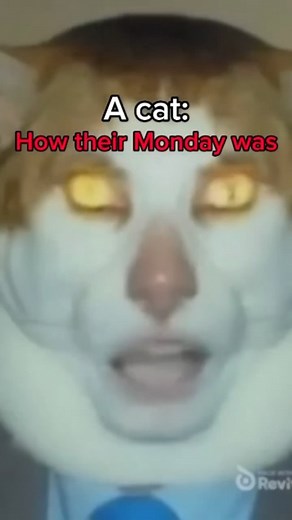 @adolffstalinn on Instagram: "I asked a cat abt it's monday 😞 you won't believe what she did ( she started singing "monday left me broken.... Tuesday I was through with hopin) #reels #mondayleftmebroken #brokencat"