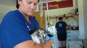 'Happy Feet Jr.' found stranded in New Zealand