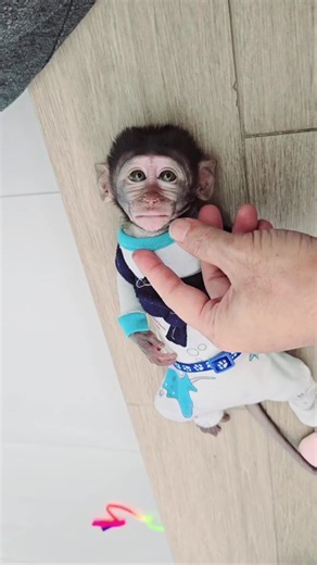 si kunyuk manja #manja #monpai #monkey #babymonpai #monyetlucu #funny #pets