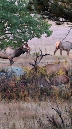 Those are some fired up elk! #Photography #wildlife #nature #colorado #goodbull #elk #bullelk #wapiti #fblifestyle | Good Bull Outdoors