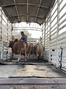 Dwarf Cow Loading 2023 | Sadeeq Agro . . . . . . . . . . . . . . . . . . . . . #familyphotography #beast #beautiful #family #health #mashallah #cute #big #love #f4f #Gaints #love #huge #newbornphotography #bodybuilder #calf #prints #sadeeqagro #bulls #buffalo #albinobuffalo #biggestbull #biggestcow #bigcow #brahman #thailand #bangladesh #cow #bull #cows #bulls #gorurhaat #goru #nukra | Biggest Cow in Bangladesh