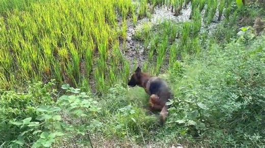 巴顿终于学习游泳了，完全不想回家，小家伙玩的太开心了