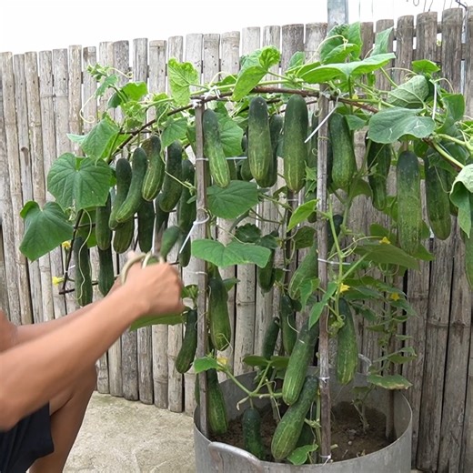 Surprising Harvest: Cucumbers Grown in Simple Tubs | Garden Craft | Facebook
