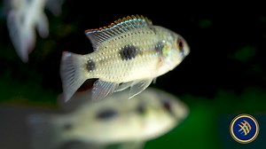 Check out this stunning video of the African Butterfly Cichlid (Anomalochromis thomasi)! Easy to breed and has a very peaceful temperament, but territorial during spawning. Best kept with compatible tankmates like small characins, other African dwarf cichlids, and Corydoras spp🐟 Check them out! https://yourlocalfishstore.com/products/african-butterfly-cichlid-anomalochromis-thomasi #AfricanButterflyCichlid #ColorfulAquariumFish 🌿🐠 | April's Aquarium