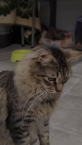 Peluso sigue buscando familia. Una familia tranquila, que le dé tiempo a confiar y descubrirán lo maravilloso que es. Está en #Barakaldo Más información en informatica.lagunak.barakaldo@gmail.com | Lagunak