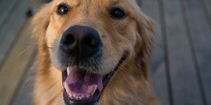 This golden retriever might have failed this dog agility competition, but it won our hearts