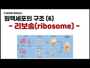 [Cell] 4.9 Structure of Prokaryotic Cells - (6) Ribosome