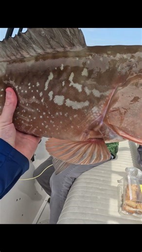 I Caught a GIANT Grouper on Live Bait