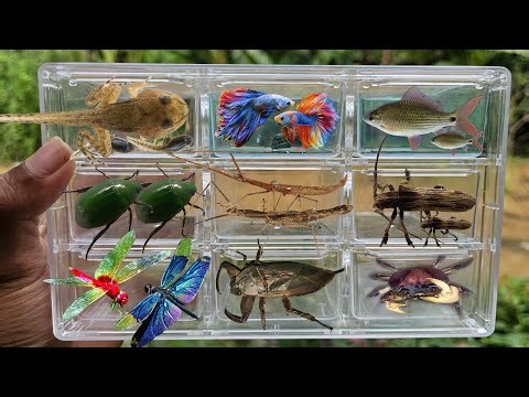 Today I Catching insects in the garden, I got Betta fish, stick insect,,dragonfly, Giant Water Bug,