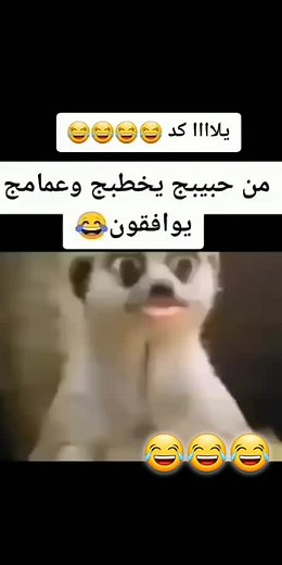 حسابات مقترحة