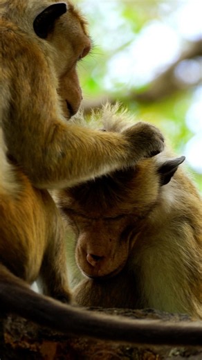 Heartwarming Toque Macaque Bonding Moment 🐒❤️ #monkey