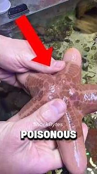 5 Poisonous Animals in the World
