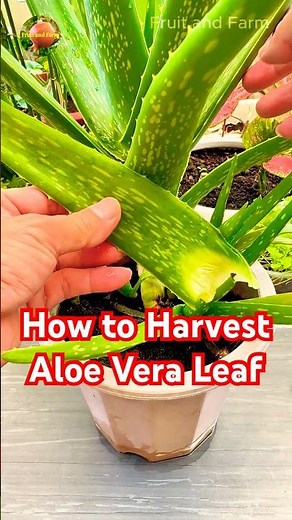 How to Harvest Aloe Vera Leaf