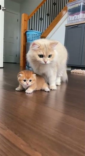 Grumpy Kitten Refuses to Budge! Mom Cat's Hilarious Reaction #cat #cute #entertaininganimals