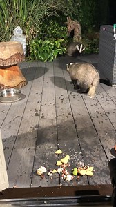 14K views · 3.2K reactions | Mr Lumpy day today! When Tufty visited for a few weeks a very underweight badger who the Nut Fairy fed up as much as she could. As you can see Mr Lumpy in the back ground not sure of who this badger is 說❤️ | Mr Lumpy & Friends. | Facebook