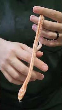 52-2025 #albino #tessera #cornsnake #pets #reptiles