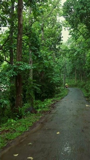 Soothing Forest Rain Walk #asmr #rainwalk #sleepsounds #indianambience #forestrain