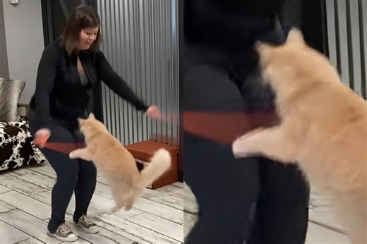 Jump-Roping Cat Sets Guinness World Record