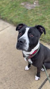 13K views · 819 reactions | UPDATE: Greg has been adopted! GREG NEEDS A HOME! He lives everyone he meets. He is a young, affectionate, and playful boy. He gets along with other dogs. He's about 3 years old and he’ll make a great companion! Appointments to meet him will be scheduled for those who apply to adopt him. For info on meeting and adopting, please see WACshelter.com He is neutered, heartworm tested and vaccinated | Wyandotte Animal Shelter | Facebook