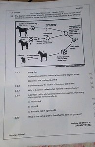 3.2The diagram below shows a genetic engineering process. A do... | Filo