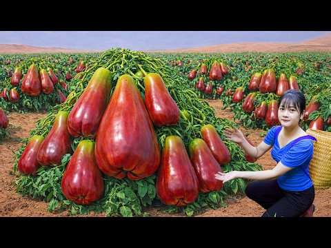 Ly Trieu Ca: Harvesting Giant Ruby Rose Apples - Amazing Cooking Recipe in My Countryside