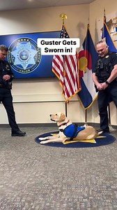 78K views · 3.3K reactions | A special ceremony for a special pup! Guster is #DCSO’s first SRO therapy dog and will work with Deputy Corbin at Cresthill Middle School. Thanks to Freedom Service Dogs for choosing DCSO and Douglas County School District for its first SRO therapy dog placement! Friends of Douglas County K-9 | Douglas County Sheriff's Office | Facebook