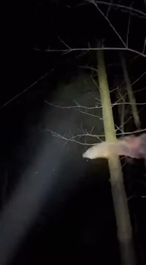 Giant Bats Circle Above