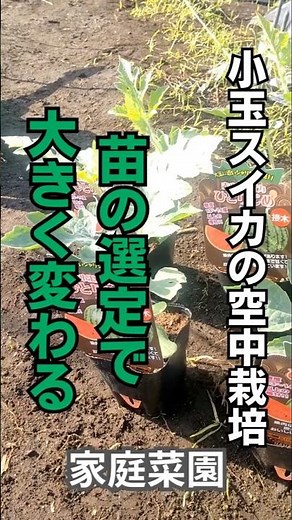 【家庭菜園】重要ポイント！小玉スイカの苗の選定方法 #家庭菜園 #ガーデニング初心者 #農業 #shorts #スイカの育て方