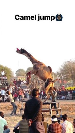 camel jumping video 🙆😱 #animals #camel #jump #shorts #viralvideo #tranding #ytshorts @vinodmeena7748