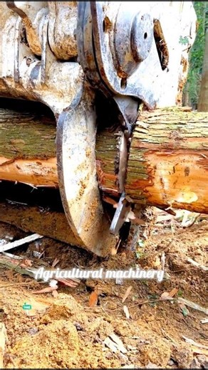 Amazing Bucket Clamp Tree Shears in Action | Heavy Machine Work + Music