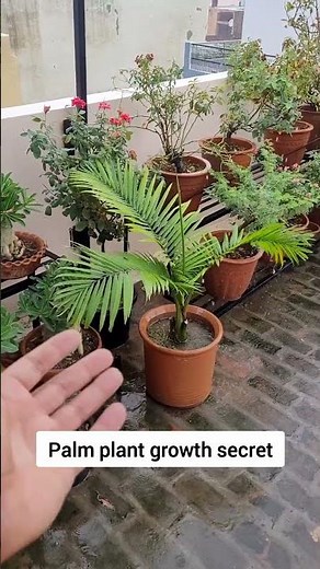 Palm plant growing tips #areca_palm #majesty_palm #palm_tree #shorts