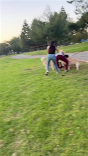 We were having a peaceful walk when a loose dog came running towards us and attacked my dogs!! This lady was on her phone not paying attention to her dogs when they were running around loose at the park & instead of trying solve the issue she was getting defensive this happen at south El Monte in Whittier park next to south el Monte high school if anyone recognizes her please let us know 🙏🏻 #fyp #southelmonte #dogattack #dogfight #dogattackawareness