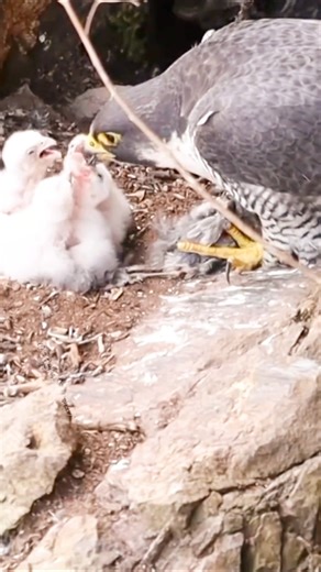 peregrine Falcon baby life #peregrine #eaglepower47