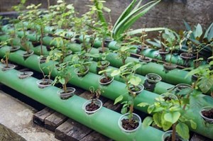 Aquaponic Grow Beds - Everything You Need to Know