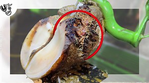 1.2M views · 33K reactions | 1 of the BIGGEST skin problems we've seen! . . . . . #thehoofgp #cow #hoofcare #hoof #horseshoebend #cowcare #farmlife #farm #animalcare #veterinarymedicine #veterinarycare #veterinaryclinic #asmr #asmrvideo #pimples #PimplePopping #CleaningHacks #cleaningtips #asmrsatisfying #satisfyingvideos #satisfyingasmr #satisfying #cowshoe | The Hoof GP | Facebook