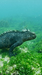 Marine iguanas are endemic to the Galapagos Archipelago and are the only lizards on the planet that can live in the ocean! 🦎 🌊 📍Galápagos Islands Hope Spot | Mission Blue