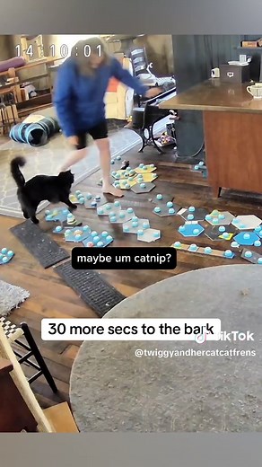 Twiggy and her Cat Cat Frens on TikTok