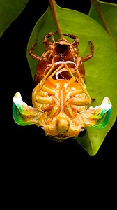 3.1M views · 16K reactions | Cicada Emerges From Its Own Shell睊 | Animal Lovers | Facebook