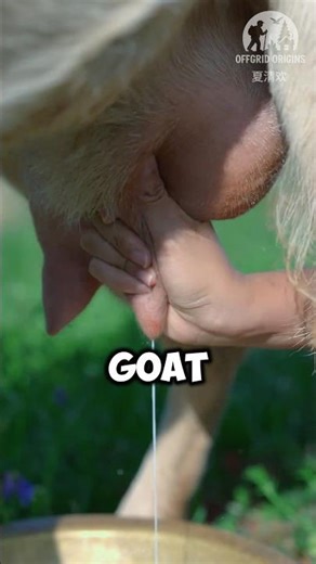 Goat Milk Is Actually Used For This